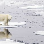 El océano Ártico aumentó 4,2 °C su temperatura superficial desde 1982. El océano Ártico aumentó 4,2 °C su temperatura superficial desde 1982.