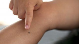 detectan tres casos autoctonos de dengue en cordoba