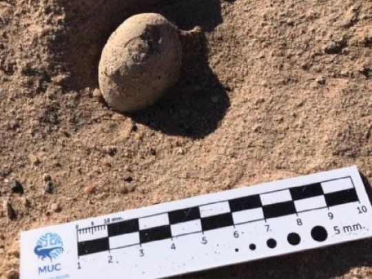 Fueron hallados más de 70 huevos de dinosaurios dentro del campus de la Universidad Nacional del Comahue.&nbsp;