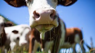 A pesar de la caída general en las ventas, China sigue siendo el principal destino de la carne argentina.