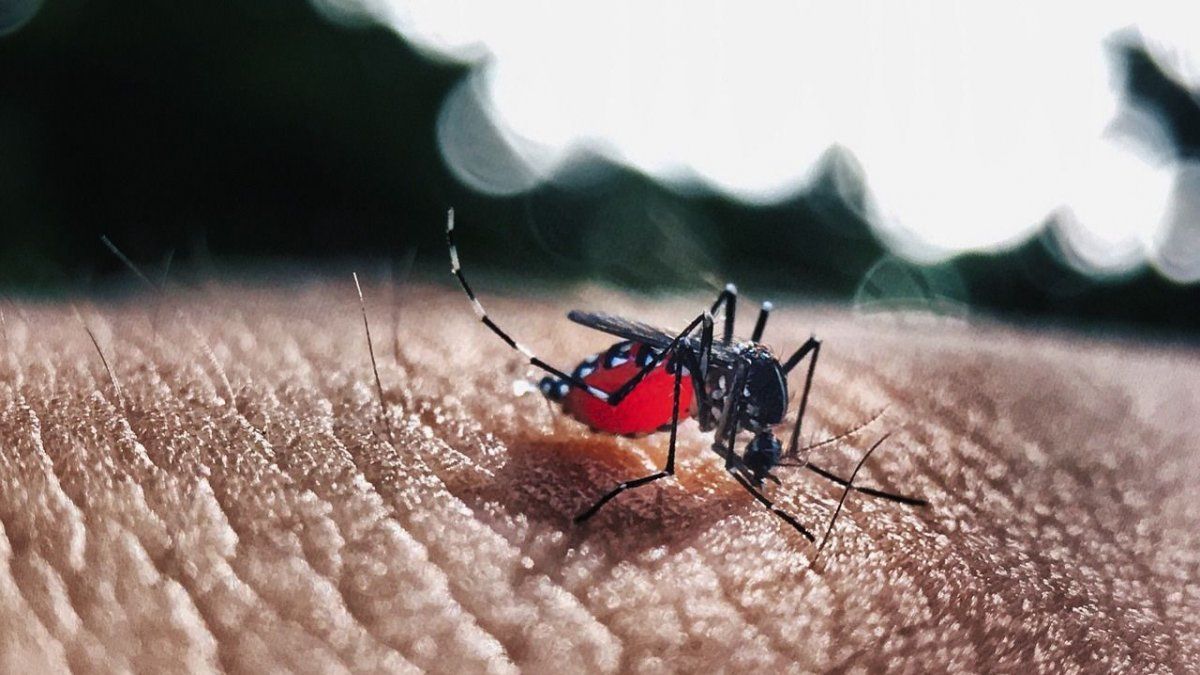 The UBA will deliver free repellent of its own production: where will it be?