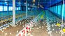 Uruguay retoma las  exportaciones de garra de pollo a Hong Kong.