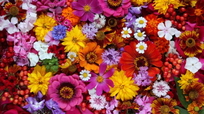 Según esta antigua filosofía, la energía de las flores influye directamente en las relaciones afectivas.