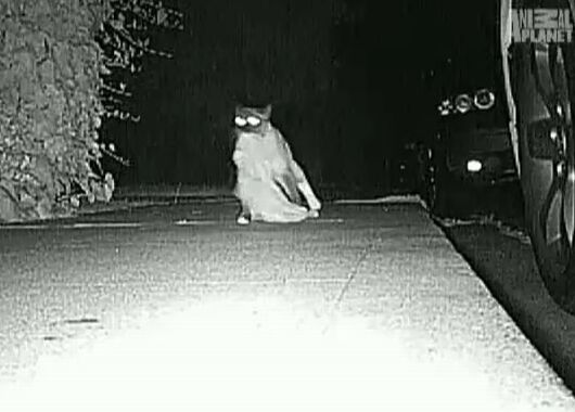 Dusty, apodado Cleptogato, aparece en el video transportando en su hocico los objetos más variados.