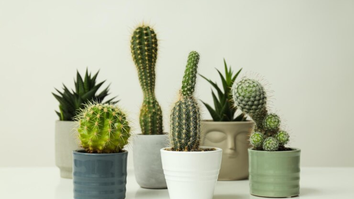 Feng Shui: cuál es la planta que debes sacar de tu casa Feng Shui: cuál es la planta que debes sacar de tu casa