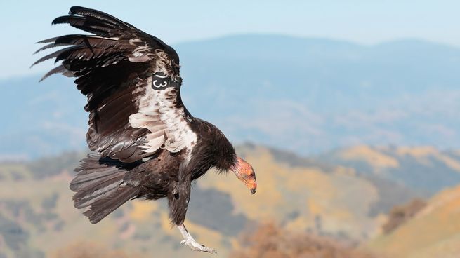 condor de california.jpg