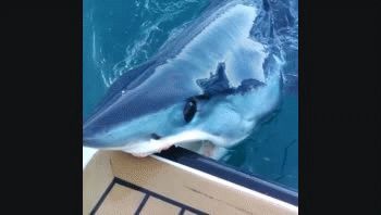 Tiburón atacó un yate de lujo y le dejó su mordida marcada