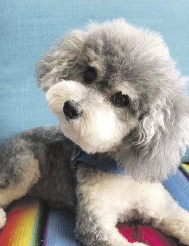 FUROR. La Argentina es uno de los países con más perros por habitante. FUROR. La Argentina es uno de los países con más perros por habitante.