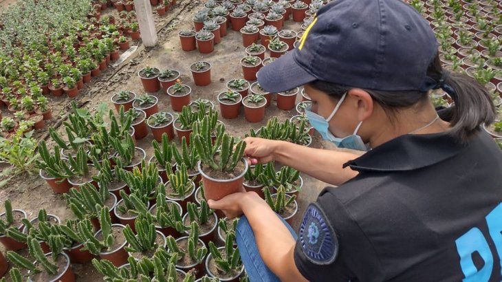Secuestran 300 cactus con componentes alucinógenos en comercios del Conurbano