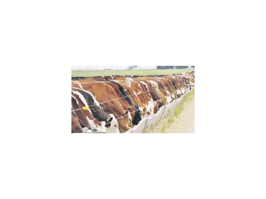 El país podrá acceder a exportar hasta 48.200 toneladas de carne a la Unión Europea sin pagar arancel. Un beneficio que hasta ahora sólo pocos países tienen.