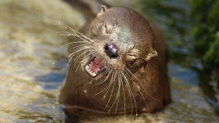 El hallazgo fue reportado en Viña del Mar, Chile El hallazgo fue reportado en Viña del Mar, Chile