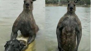 El canguro quiso ahogar a un perro pero su dueño lo salvó