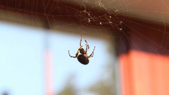 Las arañas son uno de los insectos que más aparecen en las casas.