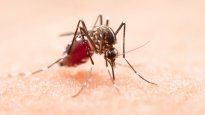 La enfermedad se transmite a través del mosquito jején Culicoides paraensis.