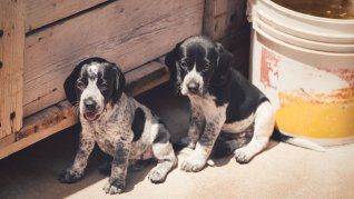 La vida de los animales callejeros está en peligro ante la organización de la Copa del Mundo. La vida de los animales callejeros está en peligro ante la organización de la Copa del Mundo.