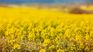 Canola is grown to produce fodder, vegetable oil for human consumption, and biodiesel.