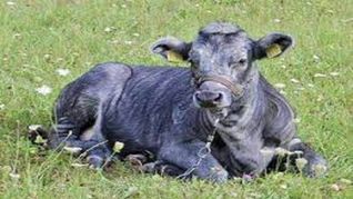 La vaca azul de Letonia.&nbsp;