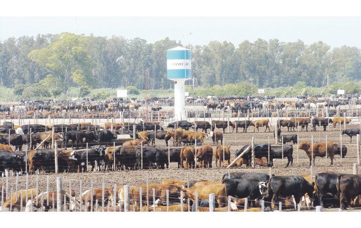 ámbito.com | Corrales. A mitad de año hubo un pico en los niveles de ocupación en los feedlots que luego comenzó a caer, pero desde el sector confían en una posible reactivación.