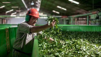 Puja por la desregulación del precio de la yerba mate.