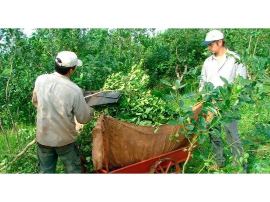 Productores harán un yerbatazo en Capital en reclamo de mejores precios