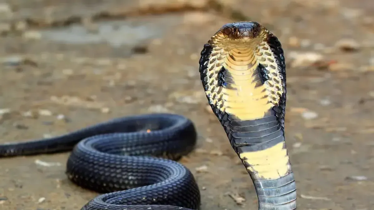The story behind the Cobra effect, an economic moral