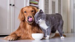 Four tricks to keep your home always impeccable when you have pets. Four tricks to keep your home always impeccable when you have pets.