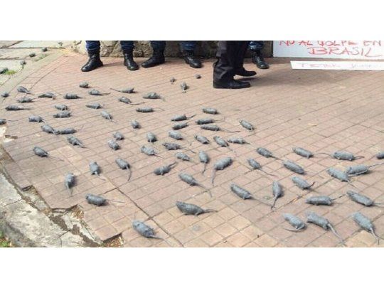 Manifestantes lanzaron ratas de juguete en la puerta de la Quinta de Olivos