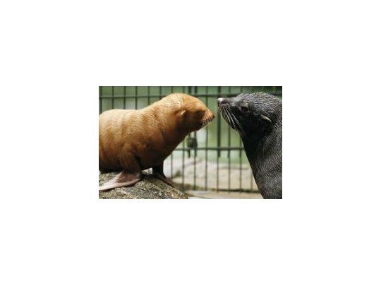 Después de pasar las primeras semanas junto a su madre Harimée, el pequeño fue mostrado este viernes por primera vez.