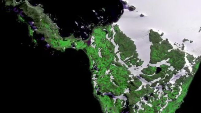 Principalmente el crecimiento es de musgo y otras especies que logran adaptarse al frío extremo de esta zona.&nbsp;