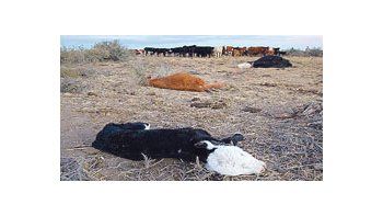 La sequía provocó la muerte de más del 50 por ciento del stock ganadero en el sur de Buenos Aires y el norte de la provincia de Río Negro.