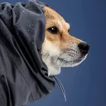 Adidas apuesta a la humanización animal con una nueva colección para mascotas. Adidas apuesta a la humanización animal con una nueva colección para mascotas.