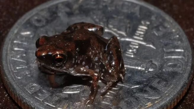 Rana pequeña.&nbsp;