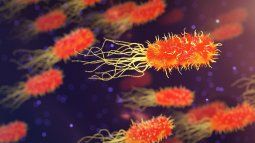 It was revealed that intestinal bacteria communicate directly with neurons.
