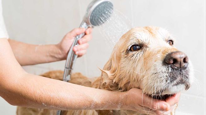 El baño de los perros debe ser más espaciado en invierno. 