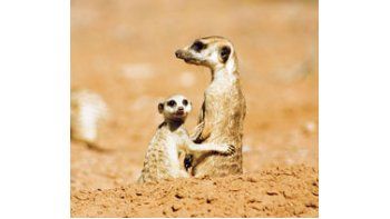 Un trabajo documental exhaustivo con las suricatas del desierto de Kalahari, aunque difícilmente una historia que alegre a los chicos.