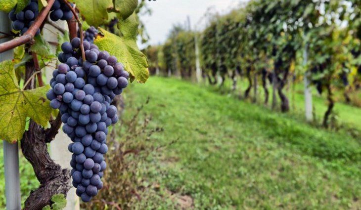 The wine sector presented a plan with rapid action measures The wine sector presented a plan with rapid action measures