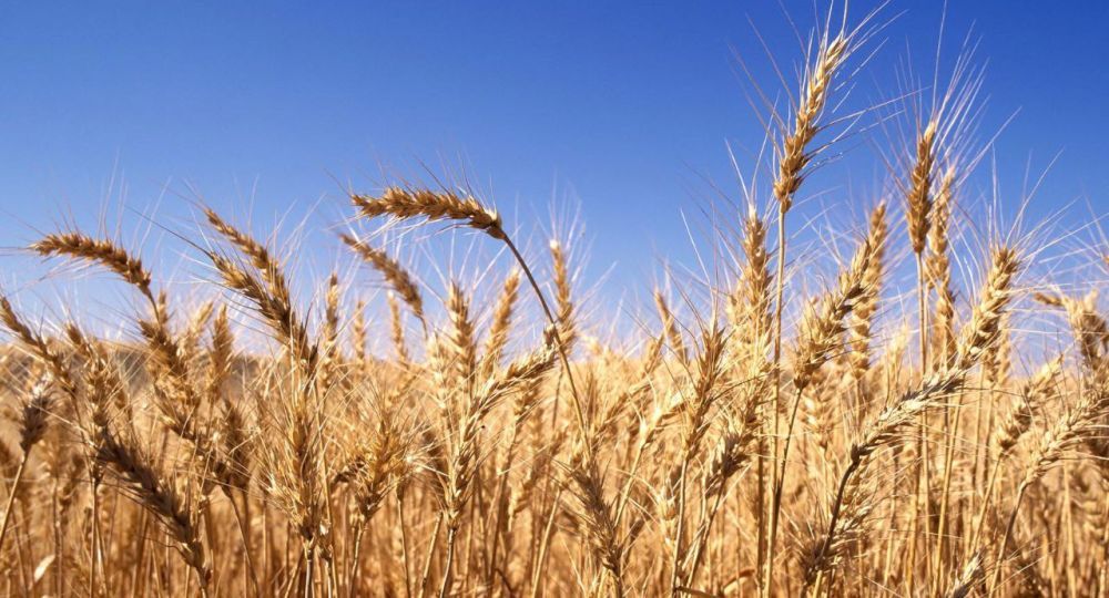 El USDA elevó pronóstico de cosechas argentinas de maíz y trigo