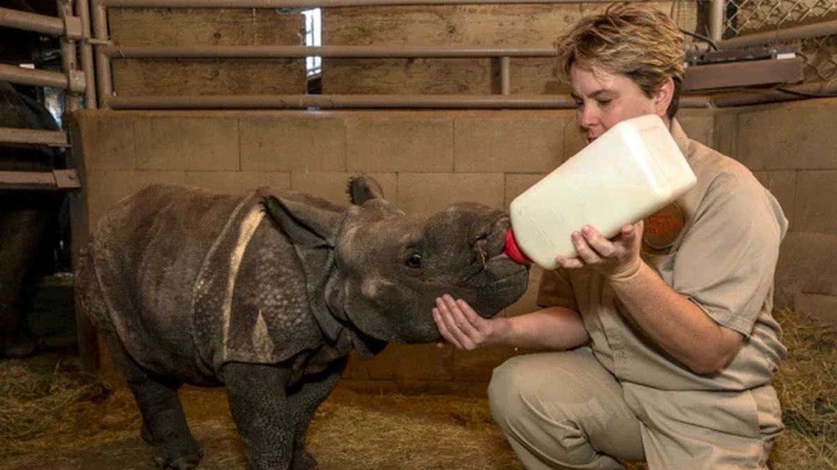 Sudáfrica instala nuevo santuario para bebés rinocerontes huérfanos