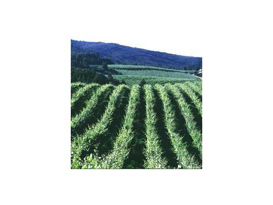 Se desplomó la exportación de vinos en febrero