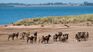 Exotic fauna and the Pampas landscape make Isla La Sistina into a unique corner of Buenos Aires tourism, ideal for resting in solitude. Exotic fauna and the Pampas landscape make Isla La Sistina into a unique corner of Buenos Aires tourism, ideal for resting in solitude.