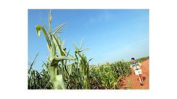 El USDAproyectóunacampañade maíz2008/09 de22 millonesde toneladas.