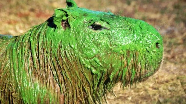 Aparecieron carpinchos verdes en Entre Ríos por la presencia de Cianobacterias.