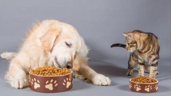 Comida para animales.&nbsp;