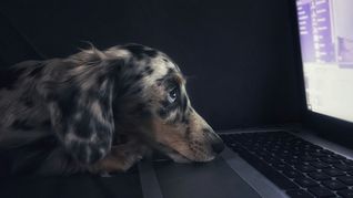 El método secreto de los adiestradores para hablar con los perros