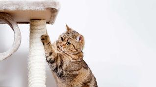 El rascado en gatos responde a necesidades naturales y puede intensificarse por estrés, aburrimiento o falta de estímulos. El rascado en gatos responde a necesidades naturales y puede intensificarse por estrés, aburrimiento o falta de estímulos.