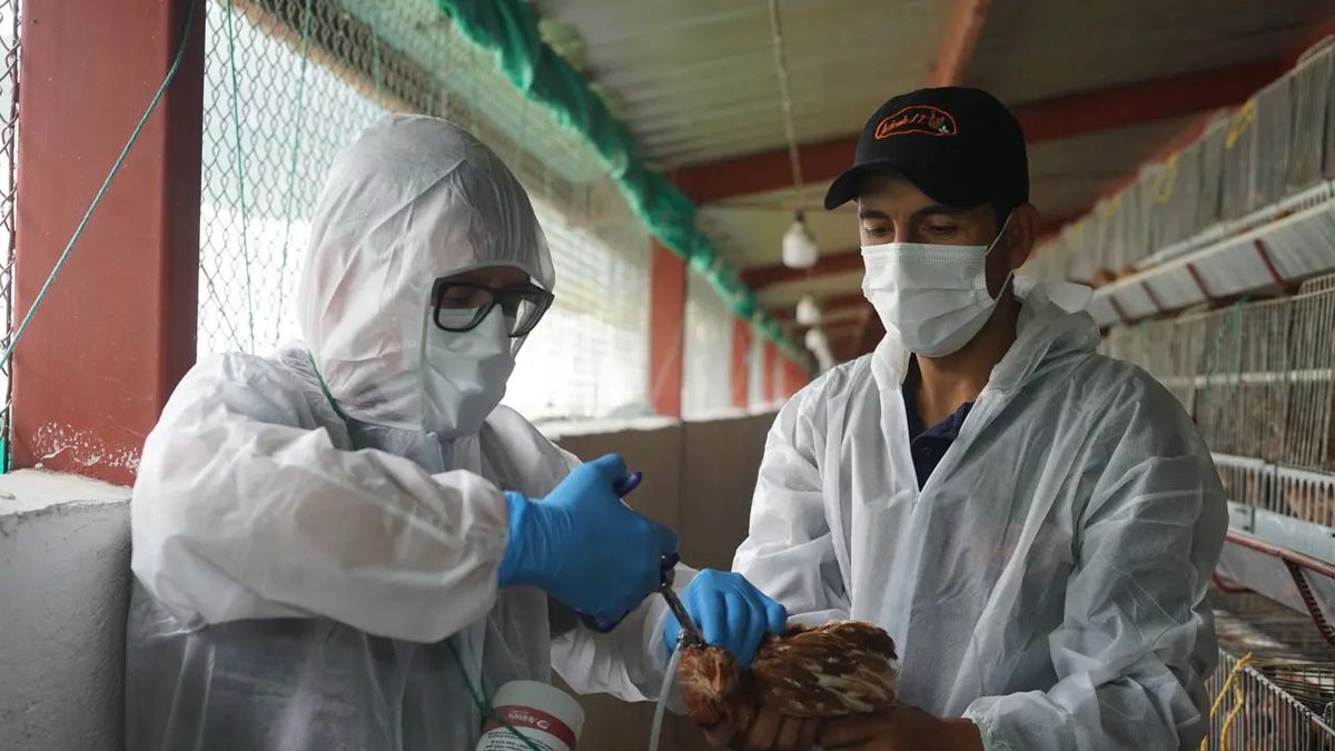 Could Uruguay face a global bird flu vaccine shortage?