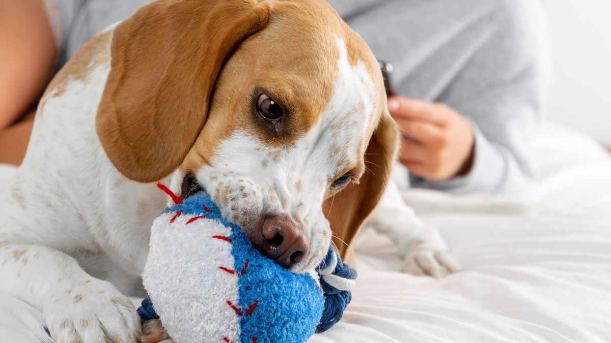 A scientific study discovered why dogs wag their tails