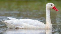 “La IAAP es una enfermedad viral contagiosa que afecta tanto a las aves domésticas como a las silvestres. Dado su potencial zoonótico, puede transmitirse a las personas, aunque es poco habitual, afirmaron desde Senasa.