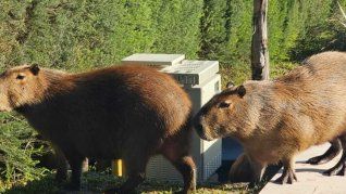 Inició el operativo de relocalización de carpinchos en el Nordelta. Inició el operativo de relocalización de carpinchos en el Nordelta.