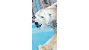 Adiós a oso polar